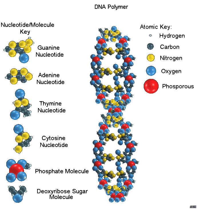Mô phỏng cấu trúc không gian của phân tử ADN