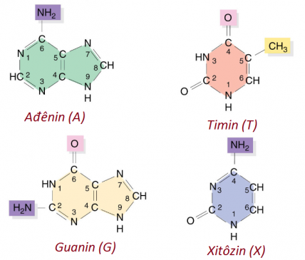 Các bazơ nitơ có trong cấu trúc phân tử của ADN