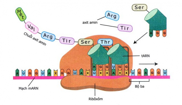 Quá trình tổng hợp axit amin từ thông tin di truyền của mARN